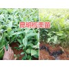 云南昆明板栗苗-大紅袍花椒苗、桃苗供應(yīng)