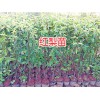 昆明紅梨樹(shù)苗批發(fā)-楊梅苗價(jià)格、桃苗