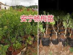 昆明紅梨樹苗批發(fā)-楊梅苗價格、桃苗圖2