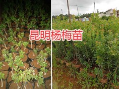 昆明紅梨樹苗批發(fā)-楊梅苗價格、桃苗圖3