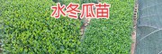 昆明安寧綠化苗木：圣誕樹苗、水冬瓜苗、柏樹苗銷售