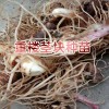 重樓根莖種植技術(shù)方法與事項(xiàng)？