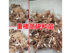 重樓根莖種植技術(shù)方法與事項(xiàng)？圖2