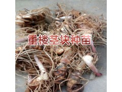 重樓根莖種植技術(shù)方法與事項(xiàng)？圖3