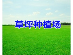 云南安寧草坪種植場(chǎng)_云南草皮（坪）供應(yīng)網(wǎng)圖3