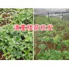 滇重樓產(chǎn)地-家種重樓苗/云南富源重樓苗批發(fā)