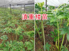 哪有滇重樓小苗？—云南曲靖滇重樓種植基地圖1