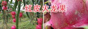 紅心火龍果特色—云南紅心火龍果多少一斤？