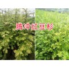 云南藥用紅豆杉苗：騰沖紅豆杉苗木，規(guī)格齊全