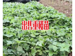 重樓苗一株多少錢?TEL:15368019640，圖2