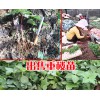 2018重樓苗多少錢(qián)一株_重樓苗一株是多少？