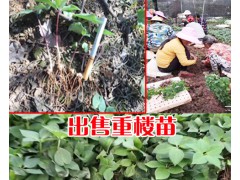 2018重樓苗多少錢一株_重樓苗一株是多少？圖3