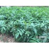德宏市哪里有青花椒&花椒苗銷(xiāo)售-13887043679