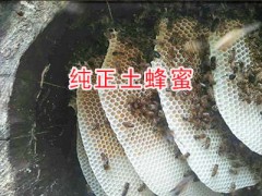 麗江玉龍縣土蜂蜜：純天然蜂蜜圖2