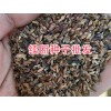 續(xù)斷種子出售-13987235380-云南大理續(xù)斷種子