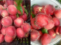 云南哪有映霜紅桃苗？大理映霜紅桃苗-冬桃苗銷售圖2