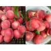 云南早熟蟠桃苗批發(fā)，冬桃苗、映霜紅桃苗-大理桃苗常年供應(yīng)