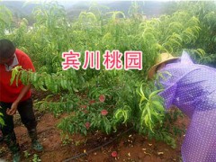 云南哪有映霜紅桃苗？大理映霜紅桃苗-冬桃苗銷售圖3