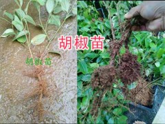 云南哪有胡椒苗？保山隆陽區(qū)胡椒種植基地圖2