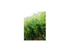 云南柑桔新品種|沃柑苗價(jià)格|沃柑市場(chǎng)多少錢(qián)一斤圖1