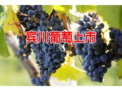 賓川黑葡萄多少錢一斤?_賓川縣葡萄價格表圖3