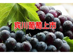 云南賓川葡萄_賓川黑葡萄多少錢一斤?圖1