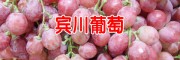 賓川縣葡萄公司_賓川縣葡萄價(jià)格表