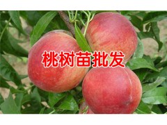 映霜紅桃苗60~70cm多少錢？圖1