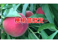 映霜紅桃苗60~70cm多少錢？圖2