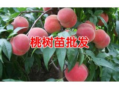 映霜紅桃苗60~70cm多少錢？圖3