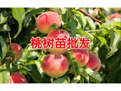 冬桃苗木價格?_ 冬桃苗啥價格_冬桃苗價格圖1