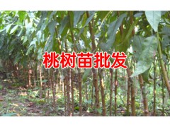 冬桃苗木價格?_ 冬桃苗啥價格_冬桃苗價格圖2
