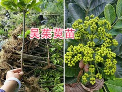 吳茱萸種植方法簡述，用好苗今年種明年掛果圖3