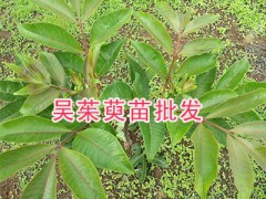 吳茱萸種植方法簡述，用好苗今年種明年掛果圖1