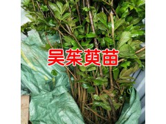 吳茱萸苗價(jià)格_吳茱萸樹苗*吳茱萸種苗* 云南吳茱萸苗圖1