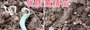 云南黃精苗種植技術(shù)-交流專(zhuān)業(yè)咨詢(xún)-13577933280