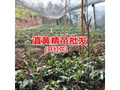 藥材黃精苗是什么樣?雞頭黃精苗 [附圖]圖1