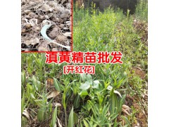 黃精什么時(shí)候育苗好?_黃精種苗在什么地方買?圖1
