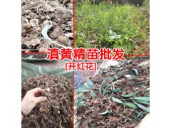 黃精什么時(shí)候育苗好?_黃精種苗在什么地方買?圖2