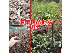 黃精什么時(shí)候育苗好?_黃精種苗在什么地方買?圖3