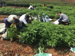 大理、麗江、保山、普洱、楚雄、青花椒苗批發(fā)：&九葉青花椒圖3