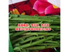 云南嫁接桃樹苗_核桃樹苗嫁接 -圖1