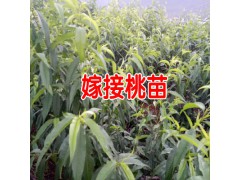 嫁接李子樹(shù)苗_李子樹(shù)怎么管理_李子樹(shù)多少年可以?huà)旃?圖2