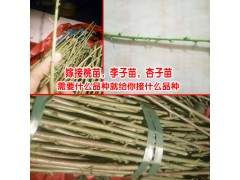 嫁接李子樹(shù)苗_李子樹(shù)怎么管理_李子樹(shù)多少年可以?huà)旃?圖3