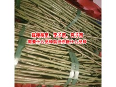 嫁接李子樹(shù)苗_李子樹(shù)怎么管理_李子樹(shù)多少年可以?huà)旃?圖1