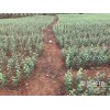 楚雄市哪里有蘋(píng)果苗-昭通蘋(píng)果基地 13887043679