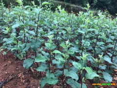 牟定縣哪里有蘋(píng)果苗-昭通蘋(píng)果基地 13887043679圖3