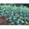南華縣哪里有蘋(píng)果苗-昭通蘋(píng)果基地 13887043679