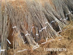 個(gè)舊市哪里有蘋果苗-昭通蘋果基地 13887043679圖3