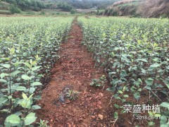 江口縣哪里有蘋(píng)果苗-昭通蘋(píng)果基地 13887043679圖1